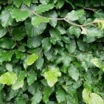 Groene Beukenhaag close-up 125-150