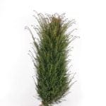 Taxus Baccata 160/180 cm