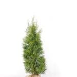 Thuja Smaragd 140/160 cm