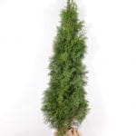 Thuja Smaragd 180/200 cm