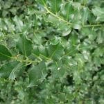 Hulst Blue Prince 80/100 cm