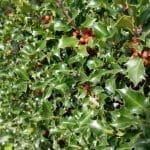 Hulst Blue Maid 80/100 cm