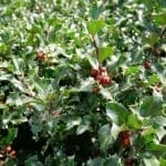 Hulst Heckenfee 60/80 cm