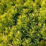 Taxus Baccata David 100/120 cm