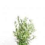 Laurier Caucasica 100/125 cm