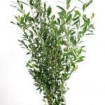Laurier Caucasica 150/175 cm