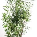 Laurier Caucasica 175/200 cm