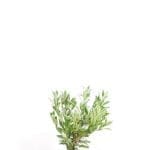 Laurier Caucasica in pot 60/80 cm