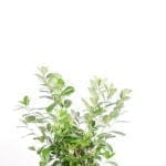 Laurier Novita 100/125 cm