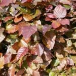 Rode beukenhaag - Fagus Sylvatica Atropurpurea 125/150 cm