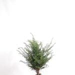 Taxus Baccata 60/80 cm