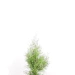 Thuja Brabant 60/80 cm