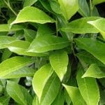 Laurier Genolia 100/125 cm