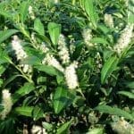 Laurier Herbergii 175/200 cm