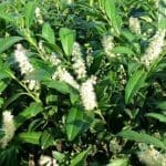 Laurier Herbergii 60/80 cm