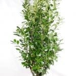 Laurier Rotundifolia 175/200 cm