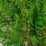 Thuja Excelsa close-up 60-80