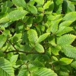 Haagbeuk - Carpinus Betulus in pot 60/80 cm