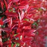 Photinia Fraseri Red Robin - Glansmispel 60/80 cm