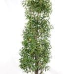 Portugese Laurier 175/200 cm