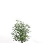 Portugese Laurier 60/80 cm