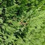 Cipres Leylandii 150/175 cm