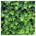 Klimop - Hedera Hibernica 100/125 cm (in pot)