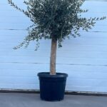 Olijfboom Olea Europaea 180-200 45 liter pot stamomtrek 30cm