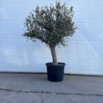 Olijfboom Olea Europaea 180-200 70 Liter pot stamomtrek 35cm