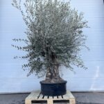Olijfboom Olea Europaea 250-300 cm Grootste lage kuip (stamomtrek 100cm)