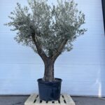 Olijfboom Olea Europaea 250-300 Hoge kuip oude stam stamomtrek 90cm