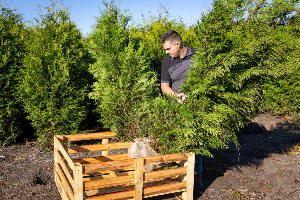 HaagEnzo-online-haagplanten-kopen