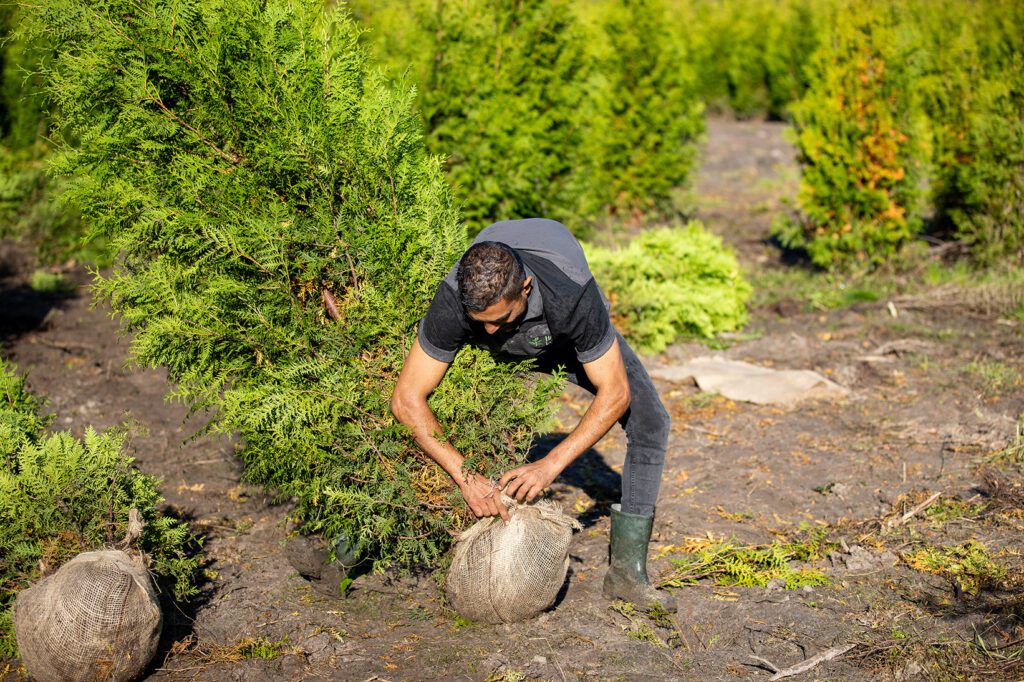 Sterke, groene en duurzame haag HaagEnzo